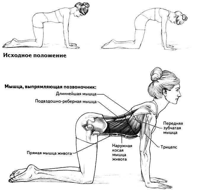 Упражнения на спину польза