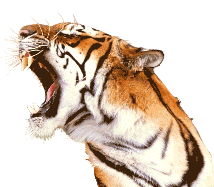 Велотигр. Тигр. Тигр 2022 год. Год тигра. Тигр на белом фоне.