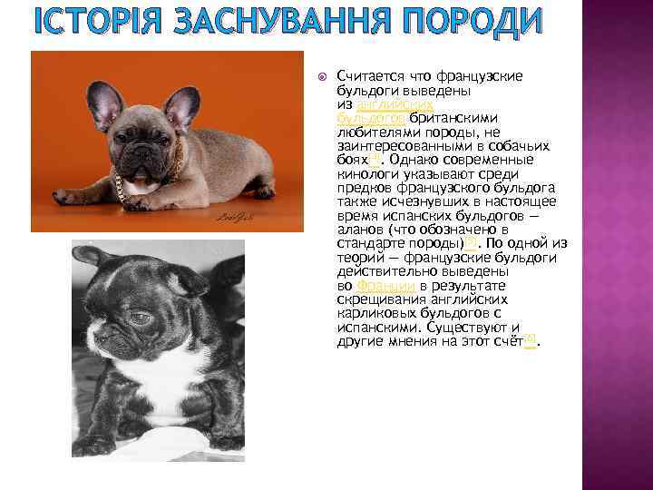 Французский бульдог: плюсы и минусы породы собак, плюсы и минусы