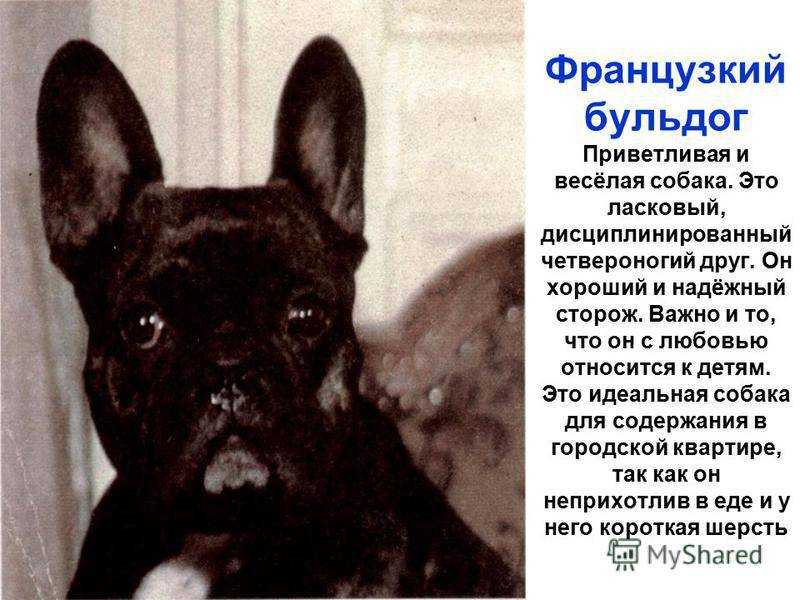 Факты об ализе тевене — жене джеймса миддлтон