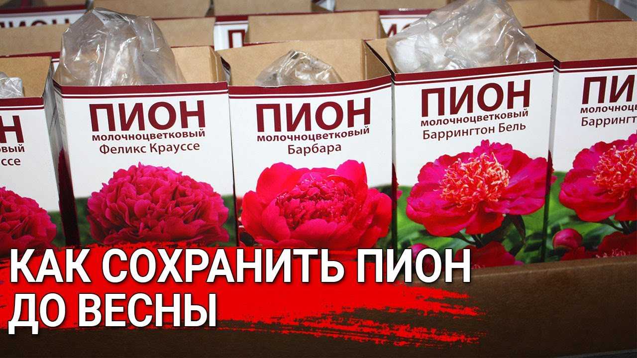 Пионы отцвели: что делать дальше, советы и видео по уходу после цветения