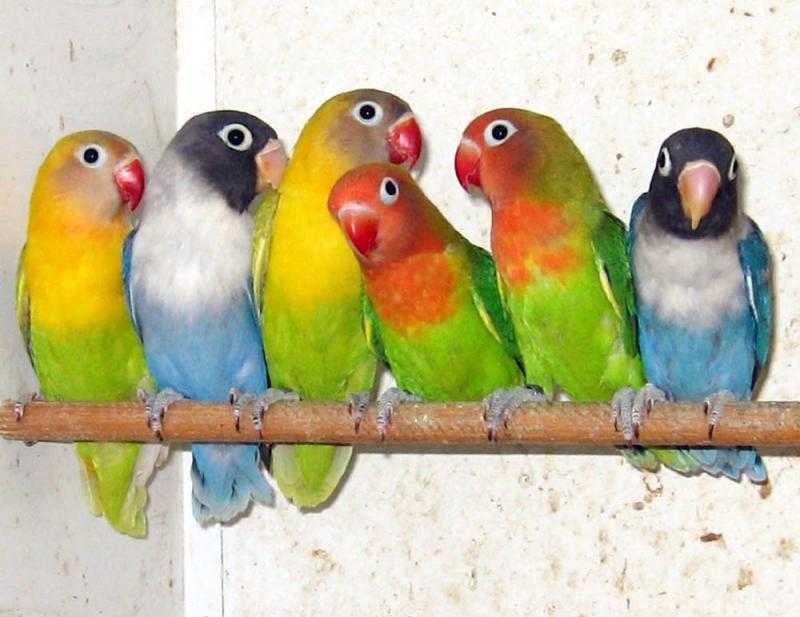 Как выбрать волнистого попугая при покупке в зоомагазине: самца, молодого попугая мальчика
