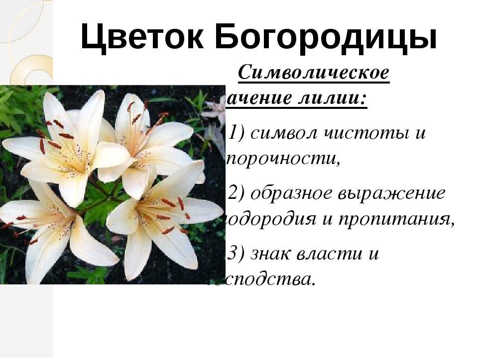 В цвету значение. Лилия цветок значение. Лилии значение цветка. Значение цветов лилии. Лилия символ чистоты и непорочности.